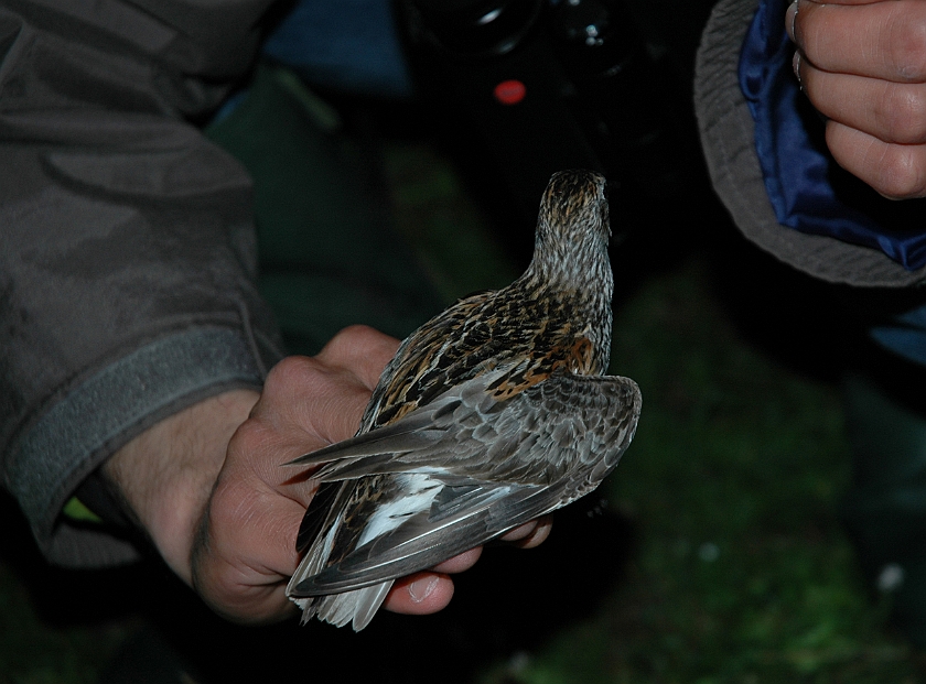 Dunlin, Sundre 20070802